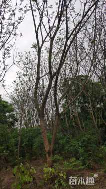 15公分蓝花楹