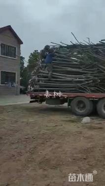 15公分栾树