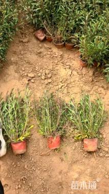 高度50厘米山桃草