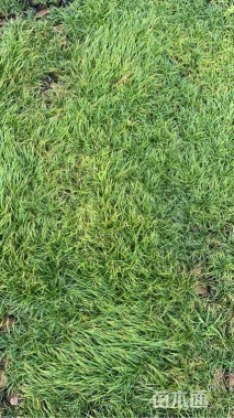 高度5.5厘米青绿苔草