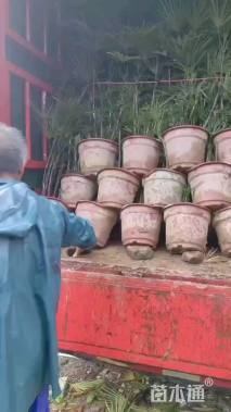 裸干高50厘米金山棕