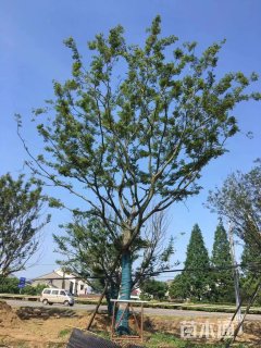 30公分朴树