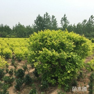 冠幅50厘米金叶女贞球