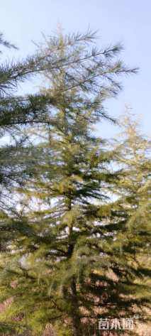 高度6000厘米雪松
