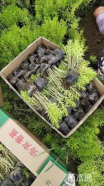 高度6厘米佛甲草