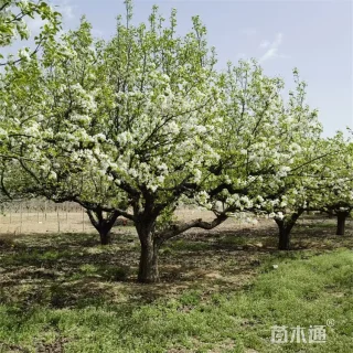 12公分梨树