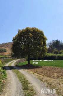 30公分香樟