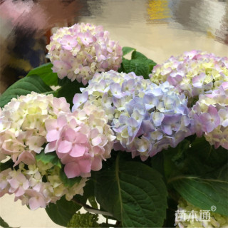 高度50厘米无尽夏绣球花