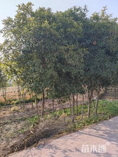 5公分桂花
