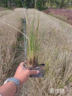 高度20厘米小兔子狼尾草