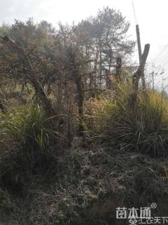 野生红花檵木高桩