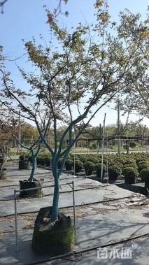 7公分日本红枫