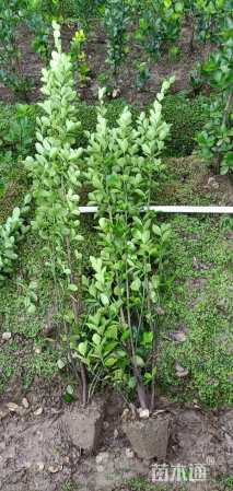 高度150厘米北海道黄杨