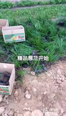 高度20厘米韭兰
