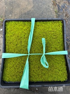 容器苗苔藓