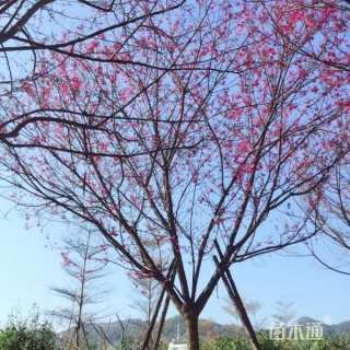 5公分樱花