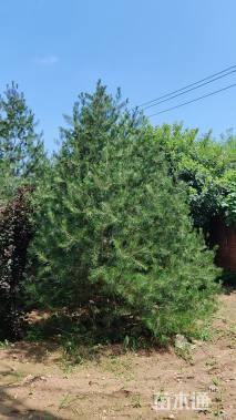 高度500厘米白皮松