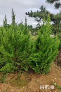 高度250厘米龙柏
