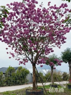 30公分紫花风铃木