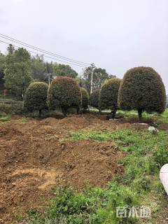 15公分丹桂
