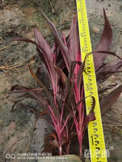 高度20厘米亮叶朱蕉