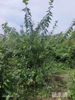 高度160厘米丛生蜡梅