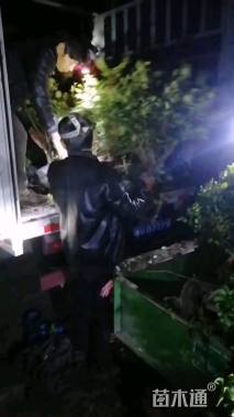 高度70厘米金森女贞