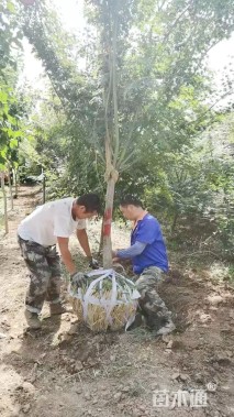 8公分鸡爪槭