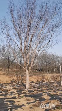 高度200厘米红花紫薇