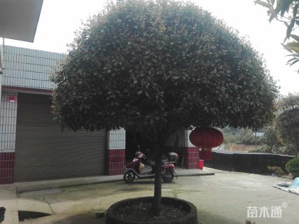 15公分八月桂