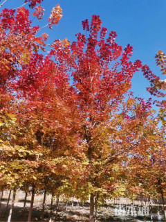 10公分美国红枫-秋火焰