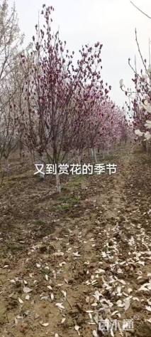 12公分紫玉兰
