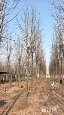 6公分刺槐