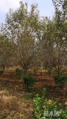 12公分八棱海棠