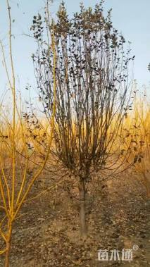 12公分西府海棠