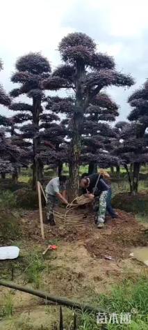 10公分造型红花继木桩