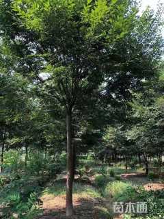 20公分榉树