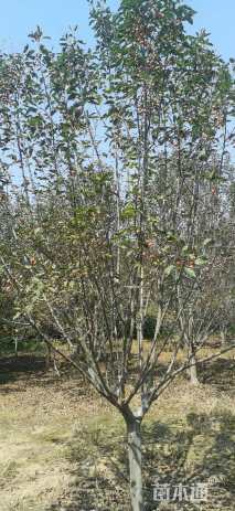 12公分绚丽海棠