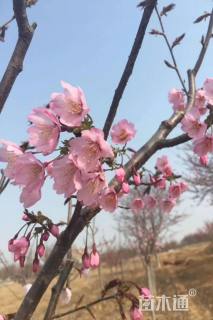 5公分红山樱