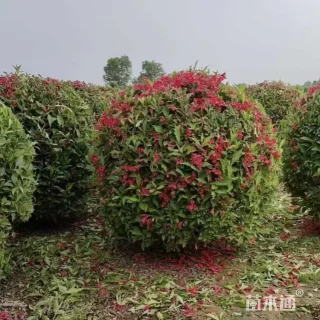 高度200厘米红王子锦带球