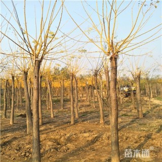 9公分金枝槐