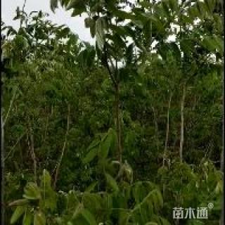 高度100厘米紫穗槐