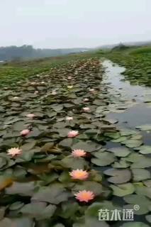 高度20厘米王莲