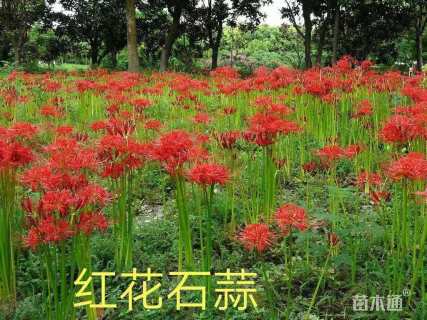 高度25厘米石蒜