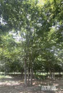 8公分(5杆)丛生榉树