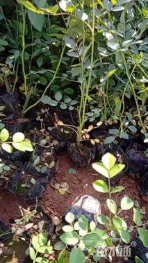 高度22厘米月季