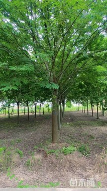 20公分榉树