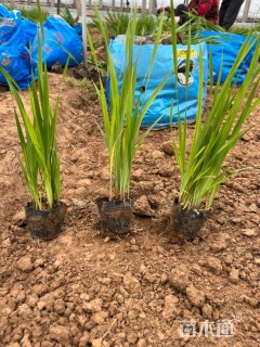 高度20厘米花菖蒲