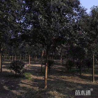 10公分大叶女贞