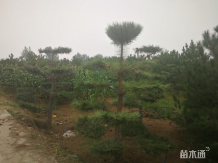 原生苗造型油松